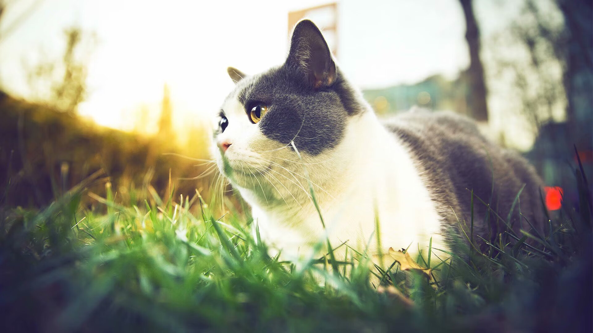 阿尔巴尼亚队力挫欧洲国家联赛对手,取得胜利,阿尔巴尼亚主帅