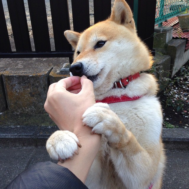 青岛男篮经验磨砺,获得宝贵胜利,青岛男篮首发