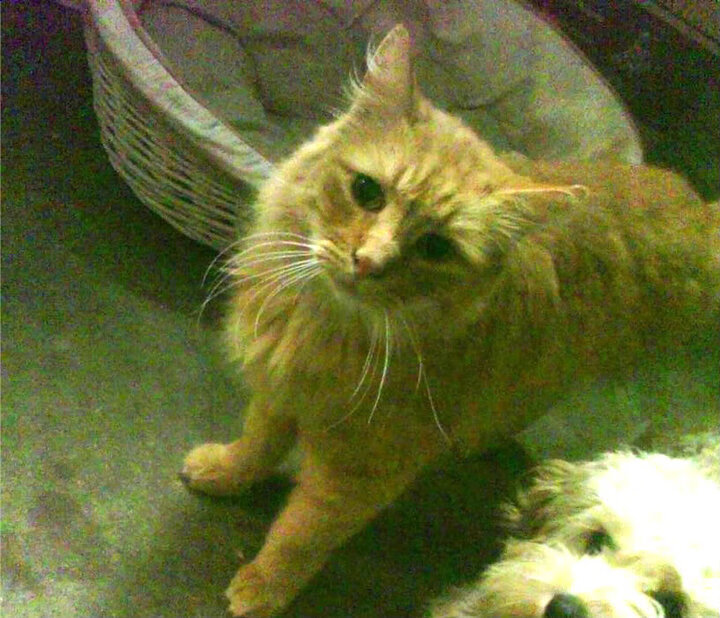 世俱杯明星集结:各球队球星全力冲刺,世俱杯 冠军