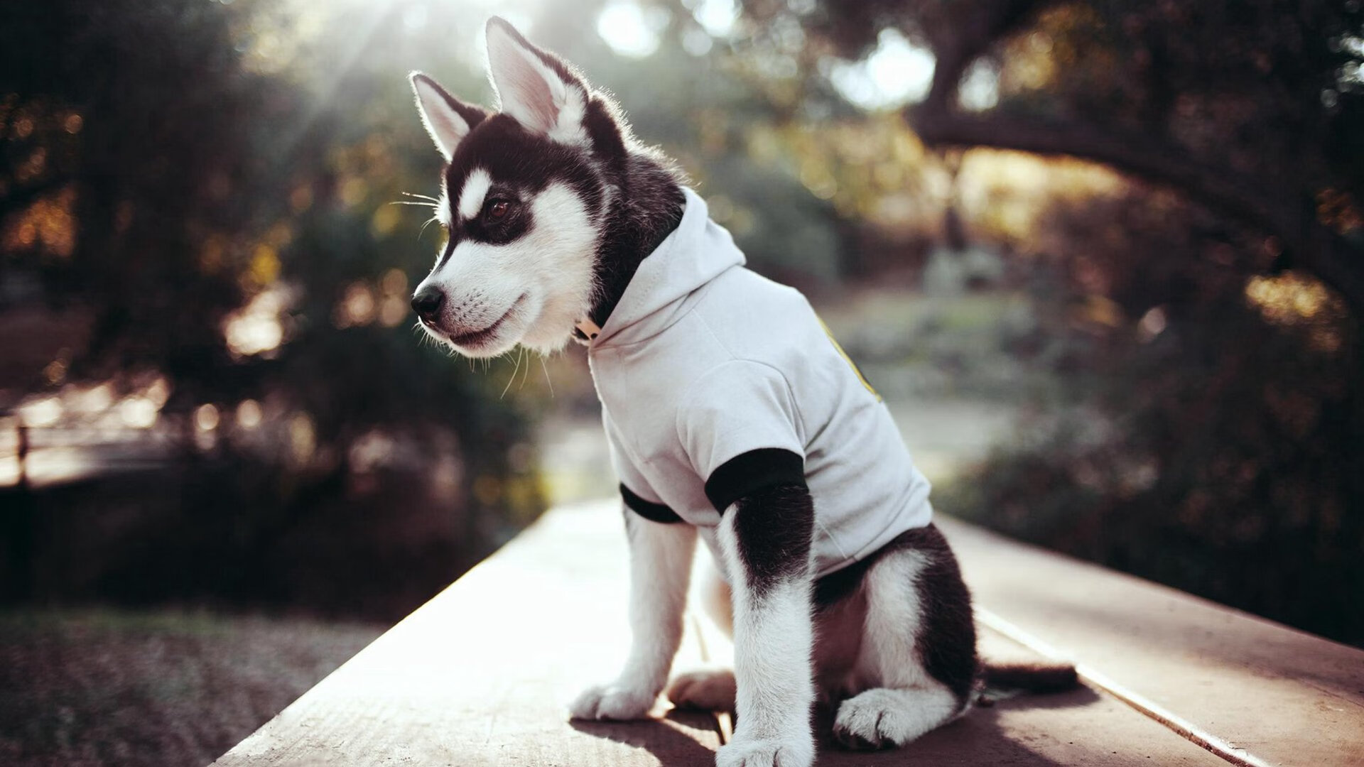 高校运动训练科学化管理平台开发，高校运动训练科学化管理平台开发与应用