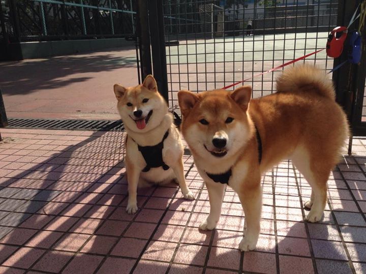 AYX SPORTS-个人混合泳技术衔接成升级重点，个人混合泳项目