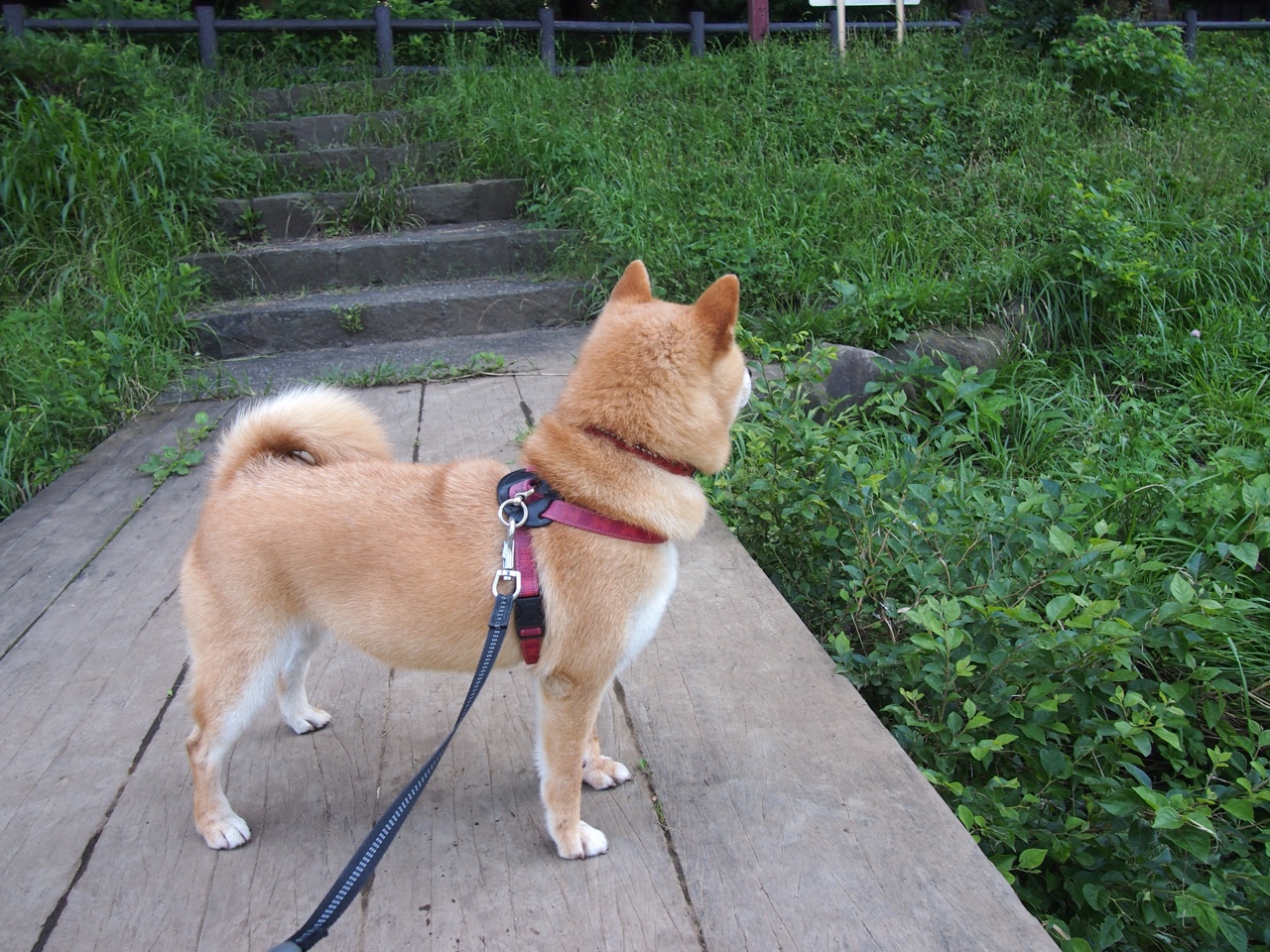 分段数据揭示冠军选手节奏奥秘
