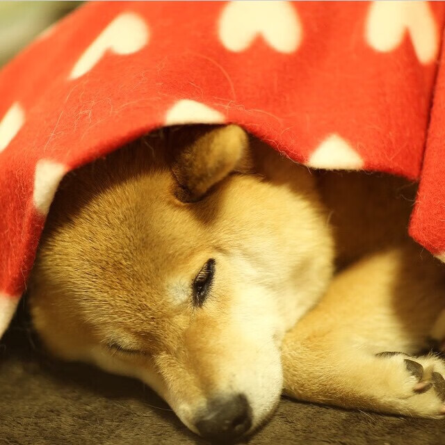 CBA推动训练数据共享促进跨队战术交流，cba队员训练