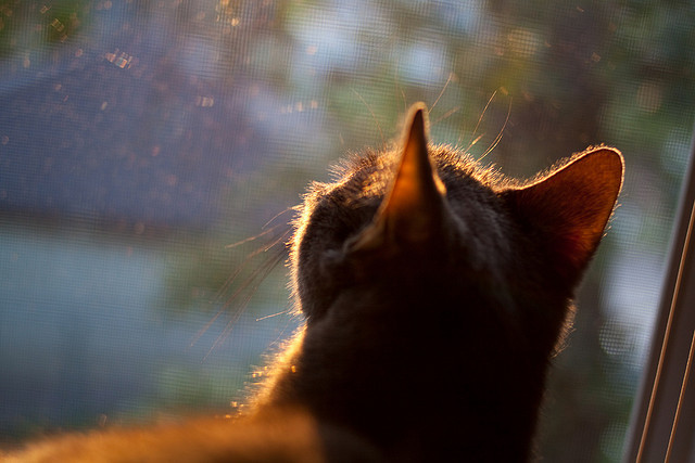 体育新闻中心伤退背后真相,体育新闻(全程回放)