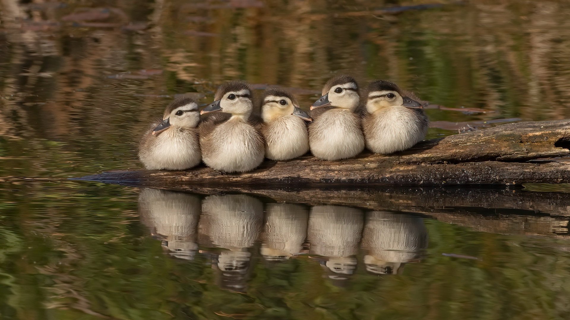 卡普尔全场突破与精准传球,助袋鼠队攻破防线,卡普尔包