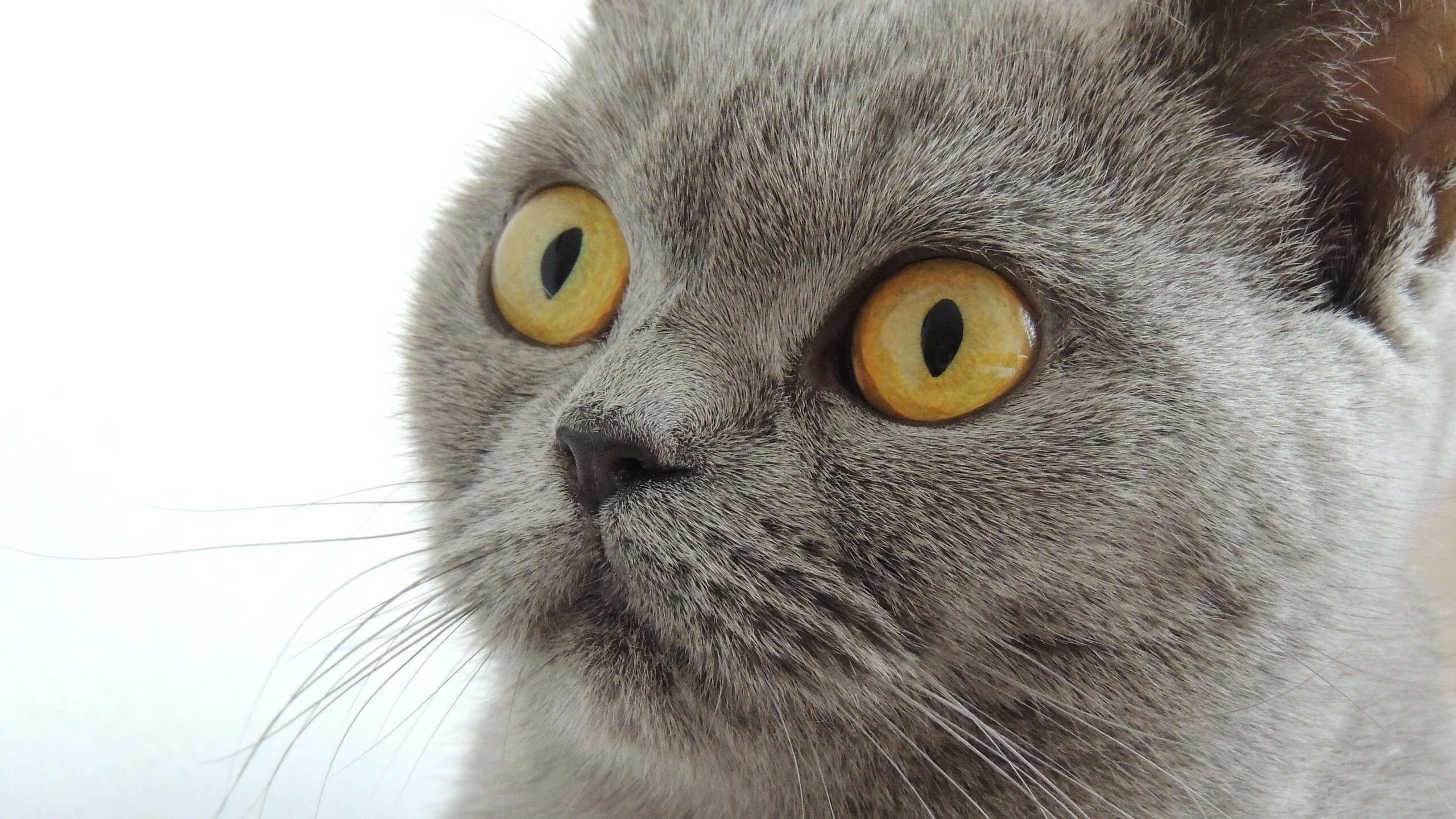 欧洲杯决战场:战术变化引领新潮流!,欧洲杯决赛赛前分析