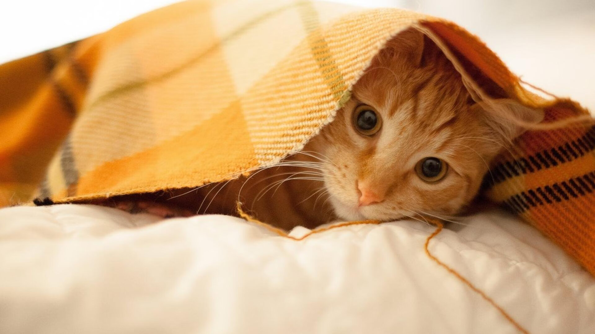 森林狼社交活动中球员展现轻松幽默一面，森林狼球员名单最新