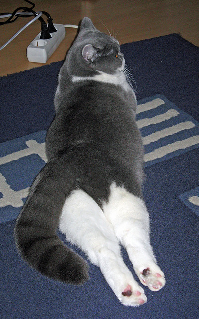 欧洲杯战术变革:致胜诀窍由阵型决定,欧洲杯比赛的