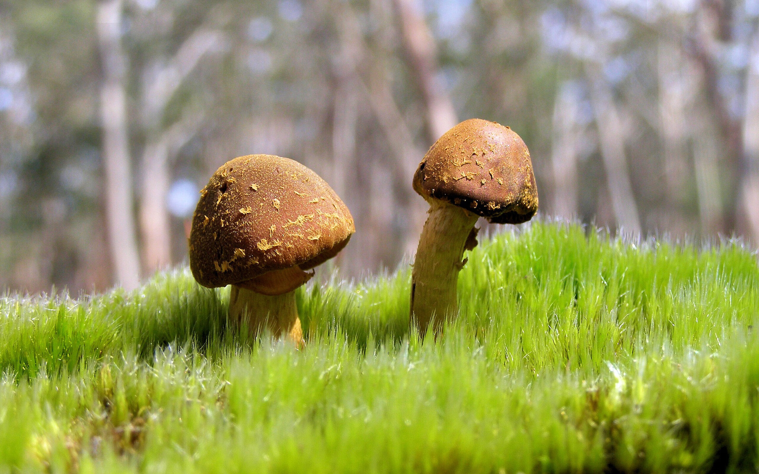 福特:凭借冷静的场上处理球,成为全黑队的节奏控制者,福特qos